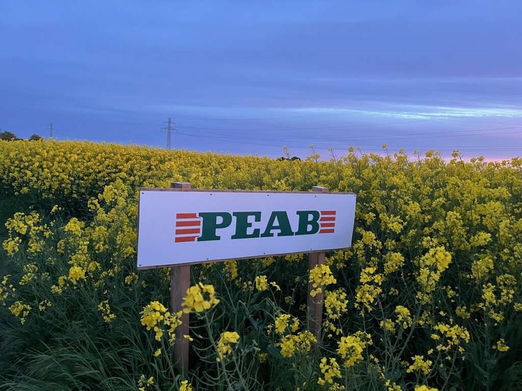 Peab-skylt-rapsfalt-2 Print